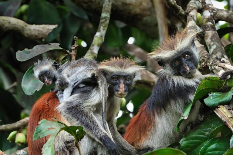 Jozani Forest & Wildlife Encounters saringe african safaris