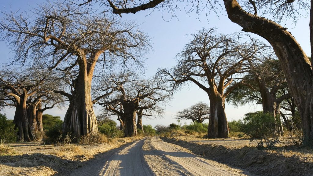 baobab-trees-ruaha saringe african safaris